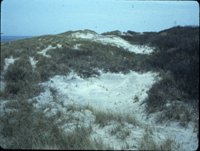 sand dunes barrier beach